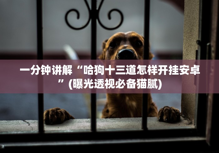 一分钟讲解“哈狗十三道怎样开挂安卓”(曝光透视必备猫腻)