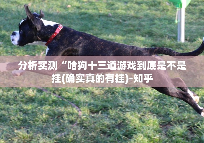 分析实测“哈狗十三道游戏到底是不是挂(确实真的有挂)-知乎