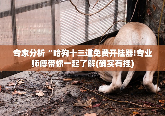 专家分析“哈狗十三道免费开挂器!专业师傅带你一起了解(确实有挂)